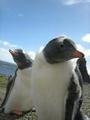 Gentoo pinguins