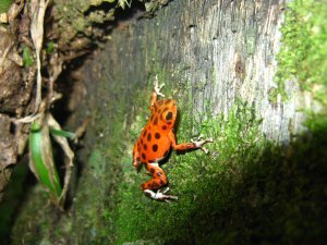 Red frog