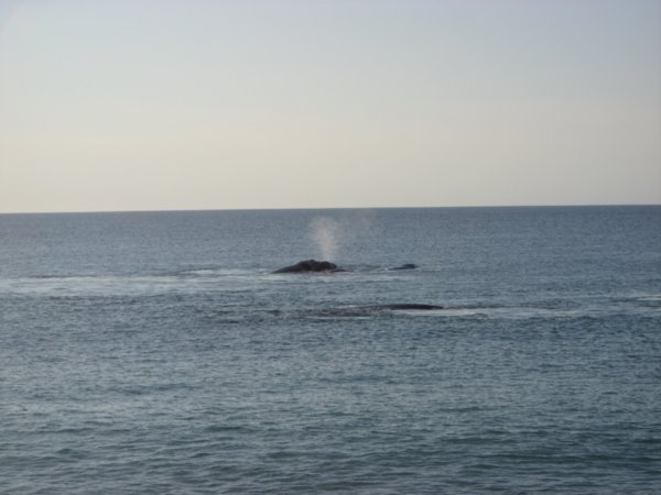 Southern Right Whale, Pennisula Valdes