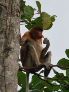 Proboscis monkey..just munching on a leaf..
