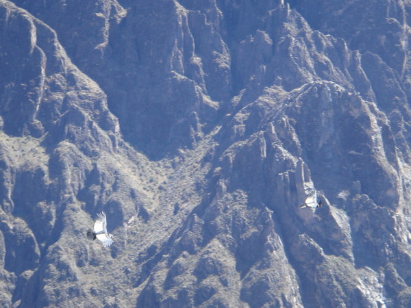 Condors at Colca Canyon