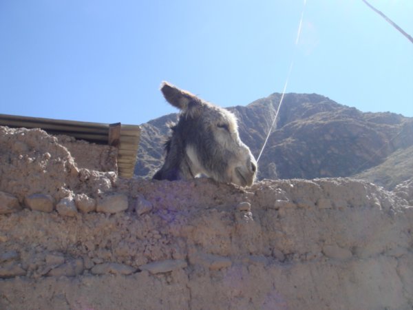 Donkey in Colca Canyon