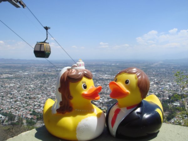 Ducks in Salta