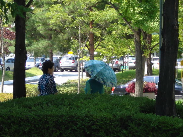 parasol in the park