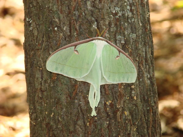 A Luna Moth at our camp site