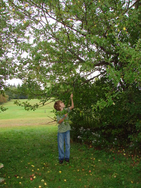 picking the wild apples at our camp