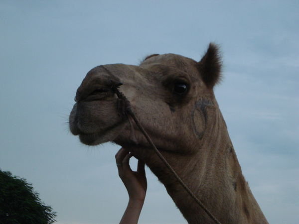 more camel love 