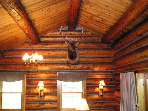 Elk in our Cabin!!!