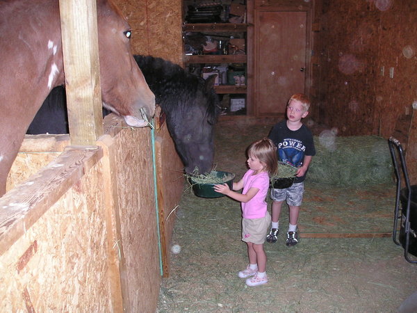 Kids having fun feeding the horses