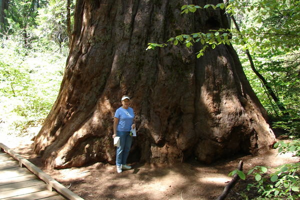 At Calaveras Big Trees State Park