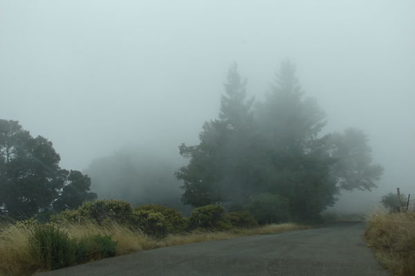 Fog on Coleman Valley Rd.
