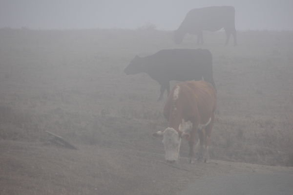 Cows in the coastal fog