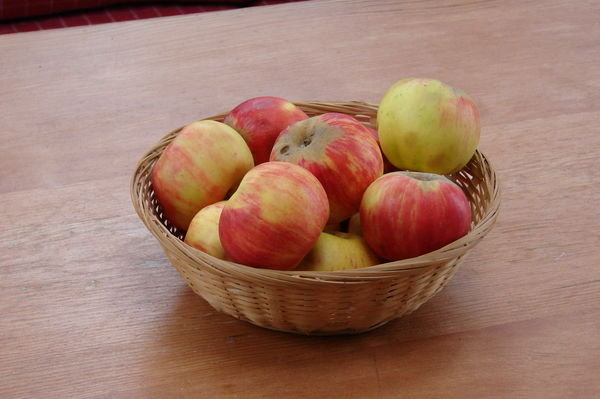 Gravenstein apples--a local specialty