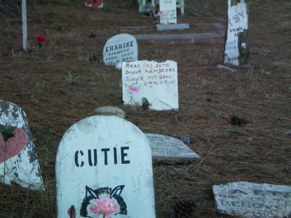 The pet cemetery in the Presidio