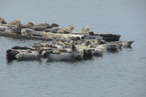 Harbor seals at Crescent City 