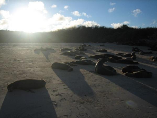 A typical Galapagos beach