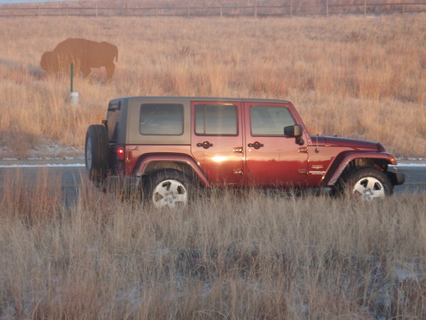 The Jeep in Co with the "buffalo"