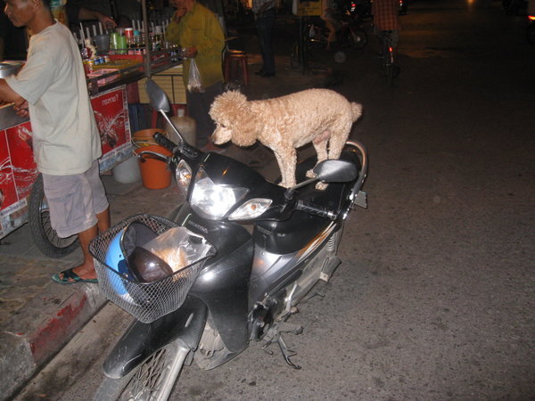 Everyone In Thailand Rides A Motorcycle..