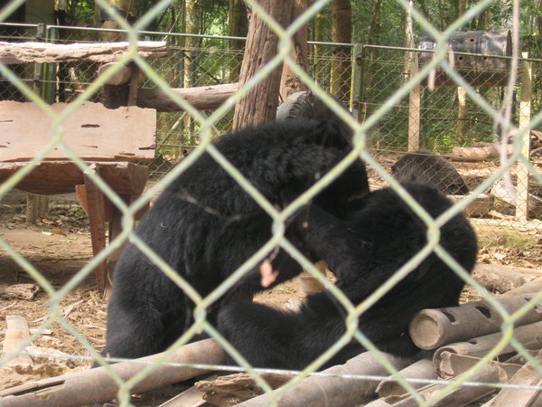 Bears Playing