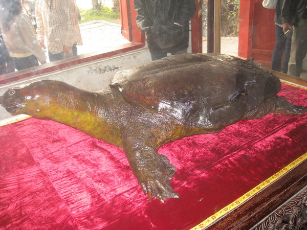 A Giant Turtle (Which Are Sacred In Vietnam) That Was Found In The Lake