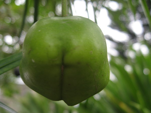 The Lesser-Known 'Arse Fruit'