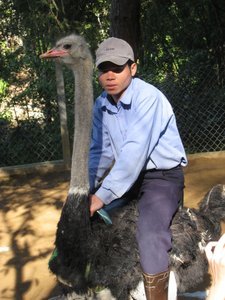 Here's A Bloke Riding An Ostrich. I Don't Feel I Need To Say Anything Else.