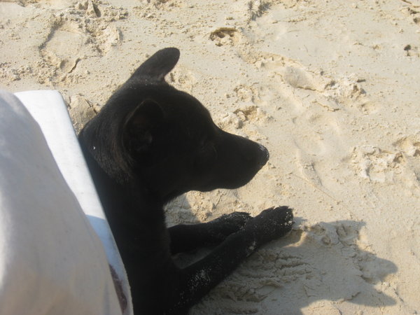 This Dog Came And Kept Us Company On The Beach. In Fact He Spent Most Of The Time Under Helen's Sun Lounger (As Pictured)