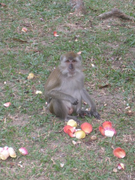 As Requested, Here Are More Monkey Photos