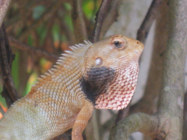 You'd Think It'd Be Hard to Get This Close To A Lizard - But He Was Quite Happy To Just Sit There And Ignore Me