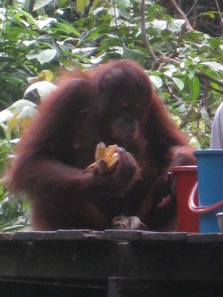 Another 'Ape With Fruit' Picture