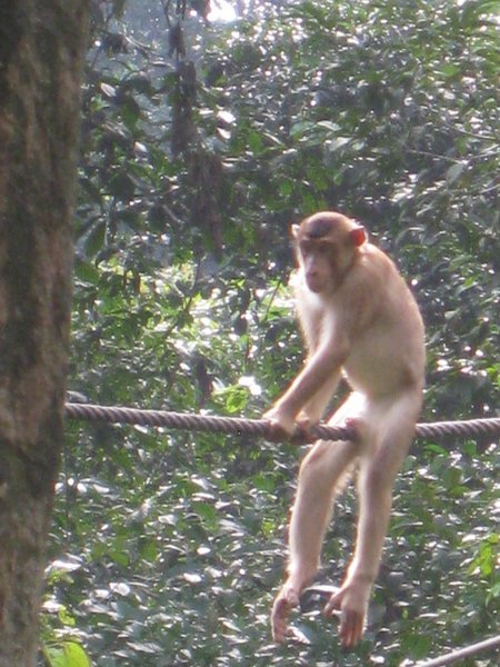 Having Fallen Out Of A Tree This Monkey Landed Awkwardly