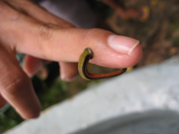 What A Borneon Leech Looks Like. The Guide Was Pretty Calm About Having A Blood-Sucking Parasite On His Finger....