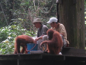 Not Quite The Upclose Orang-Utan Experience I'd Hoped For...