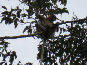 We Were Told It's A Proboscis Monkey, But To Be Honest It Looks More Like A Bloke In A Suit 
