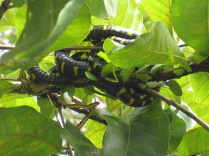 A Mangrove Snake (Yes I Know These Captions Aren't Very Interesting, But It's Hard When It's Just Pictures Of Animals)
