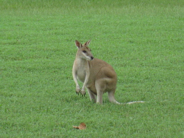 Our First Sighting Of A Kangaroo Like Creature - A Wallaroo!
