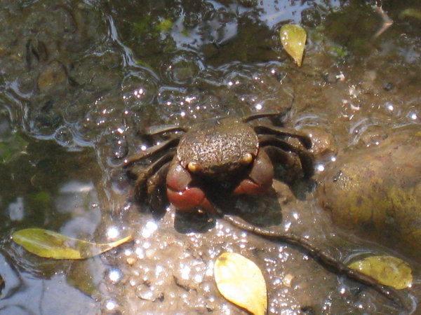 On Our Walk To The Museum We Passed Areas With Hundreds Of These Little Mud Crabs