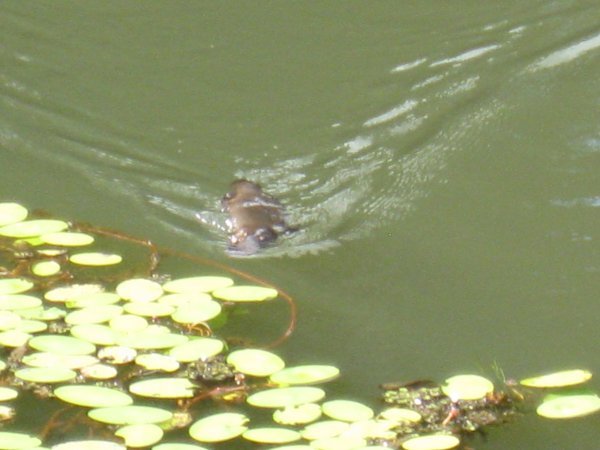 Look everyone, it's a platypus!!!!!! (Yes, this is the best one we got)