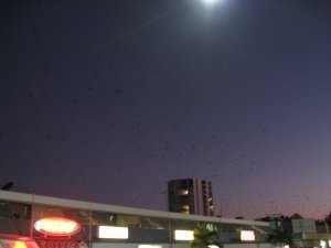Look Closely To See Hundreds Of Bats Flying Above The City