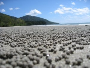 Tiny Sand Balls Made By Little Crabs