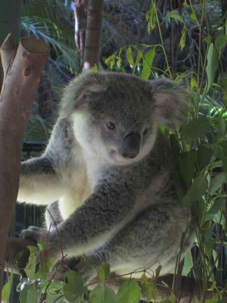 Koala, Not Seen In The Wild Though...
