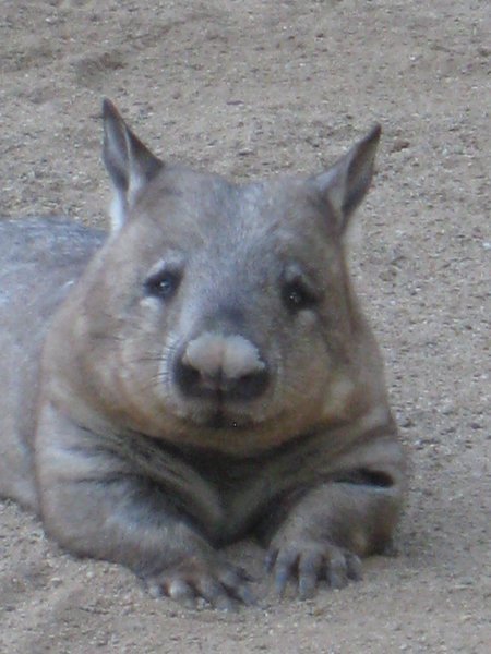 As Close As I've Got To Seeing A Wombat In The Wild.. So Far..