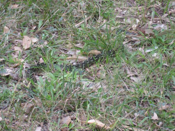 First Snake Sighting!