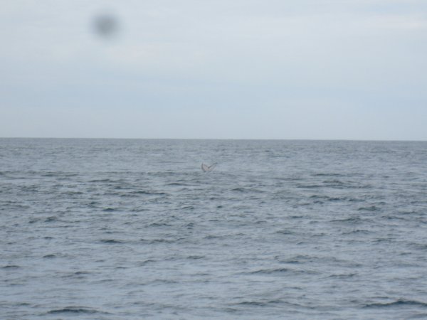 This Tiny Tail Was As Close To The Whales As We Got