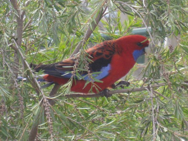 Blue Mountains Wildlife - Bright Red Bird
