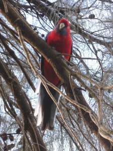 Another Parrot Picture. This One's Red!