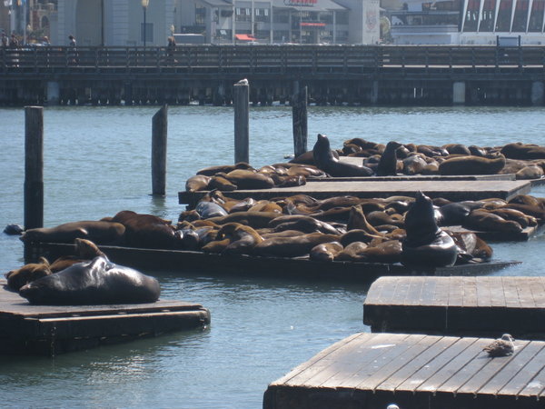 Tons Of Seals, Just Hanging Out Near A Pier