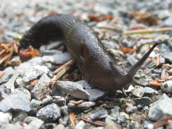 The photo of the two of us standing at Niagara Falls doesn't make the cut to be included in blog photos but the slug? Oh sure, the slug is in.