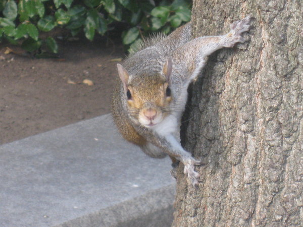 It's Official, Washington Has The Friendliess Squirrels In The World!