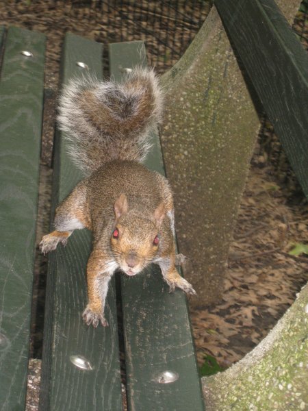 More Squirrel Pictures.. I'm Not Sure How These Keep Making The Cut